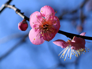 (photo)