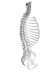Logo: Acosta Chiropractic